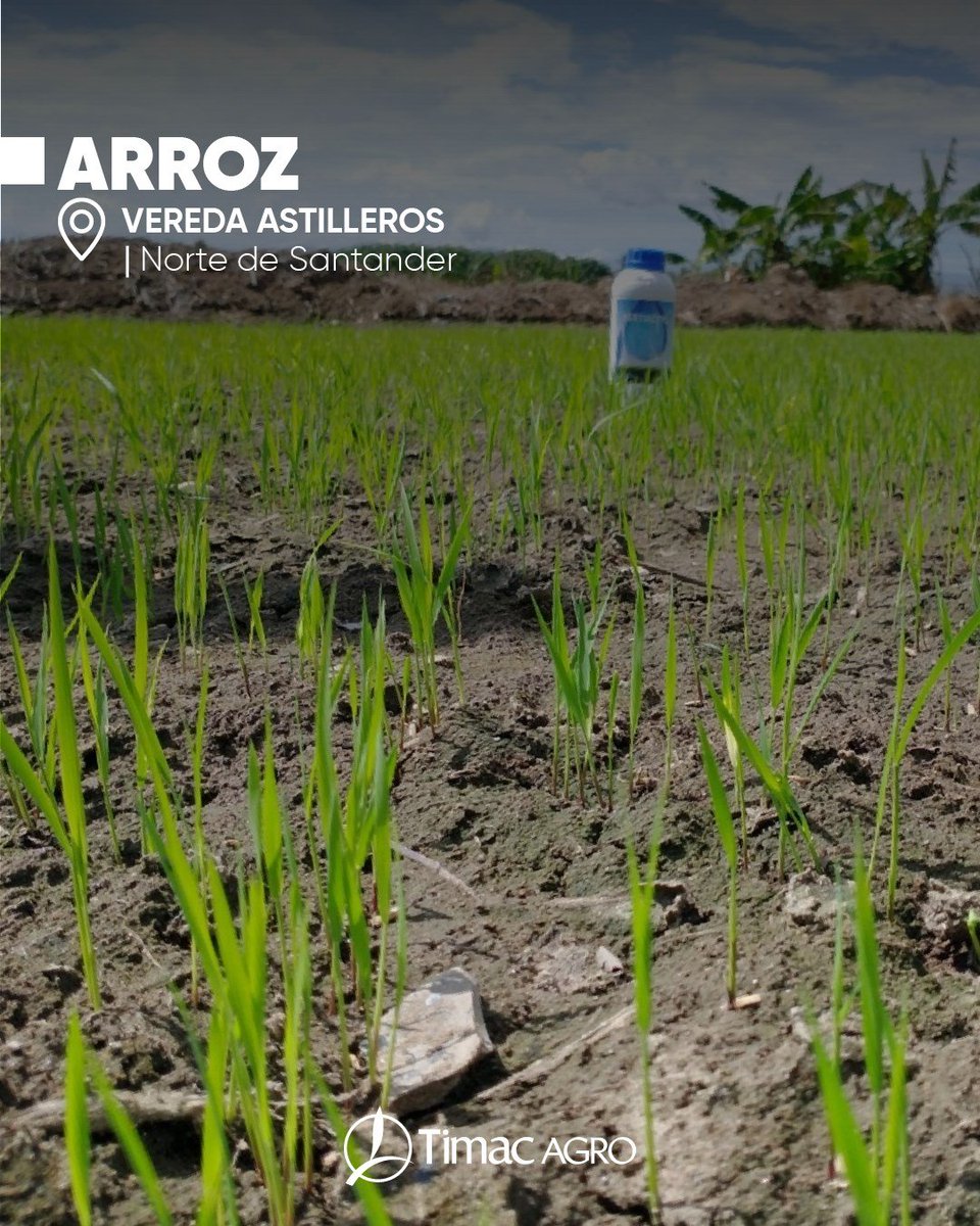 TimacAgroCO's tweet photo. De principio a fin, siempre contarás con nuestro respaldo y el compromiso de entregarte calidad.

🌱𝗖𝘂𝗹𝘁𝗶𝘃𝗼: Arroz
📍𝗟𝗼𝗰𝗮𝗹𝗶𝗱𝗮𝗱: Vereda Astilleros, Municipio de
el Zulia (Norte de Santander) https://t.co/JeVf5UaLmH