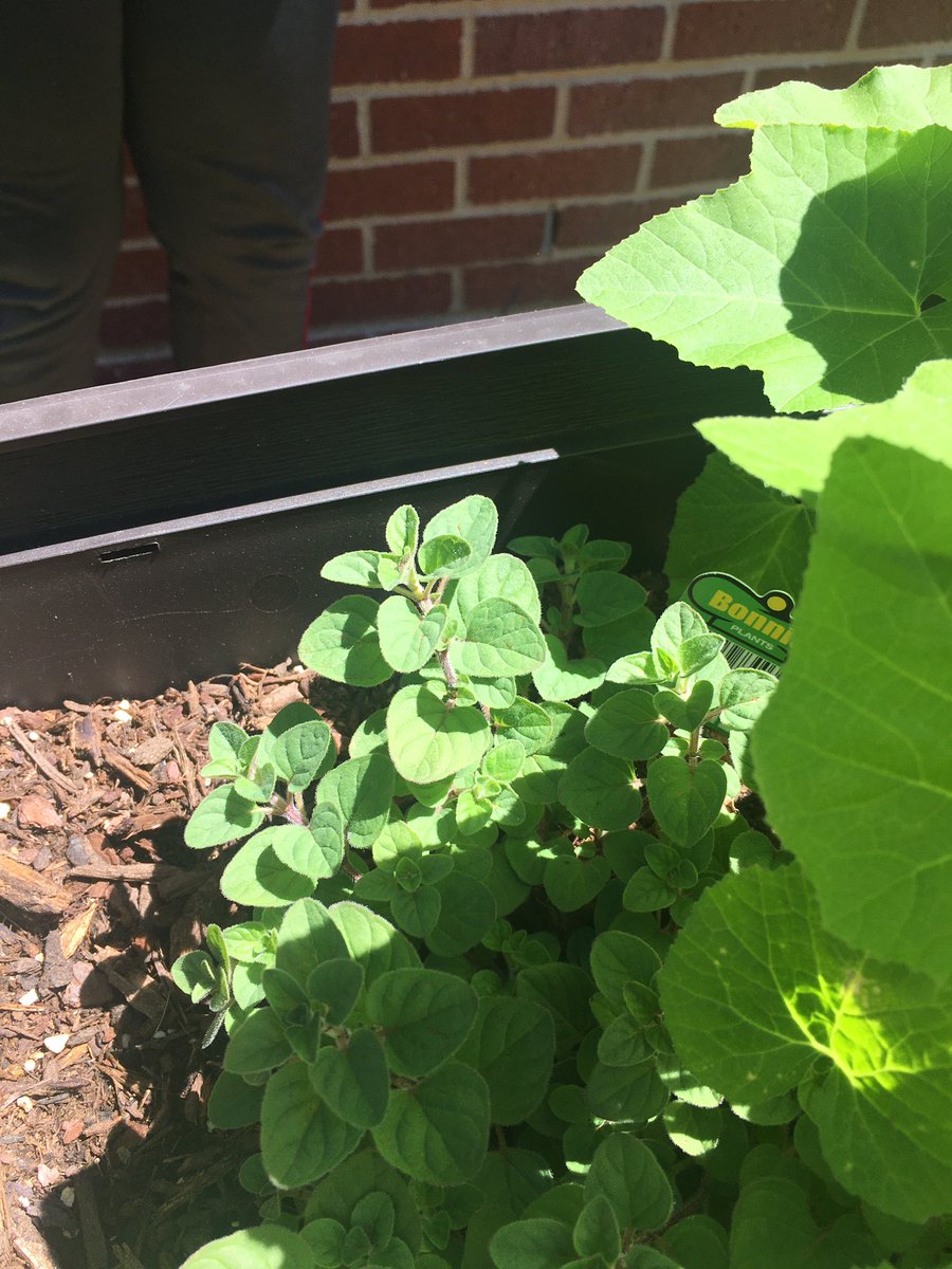 My last learning activity with this resilient class. We picked ,chopped herbs from our garden and made some spaghetti 20-21 you did not keep us from achieving great things. All my students grew in this yucky mucky year. Im so proud of them To God be ALL the glory!@PeeteTylerISD