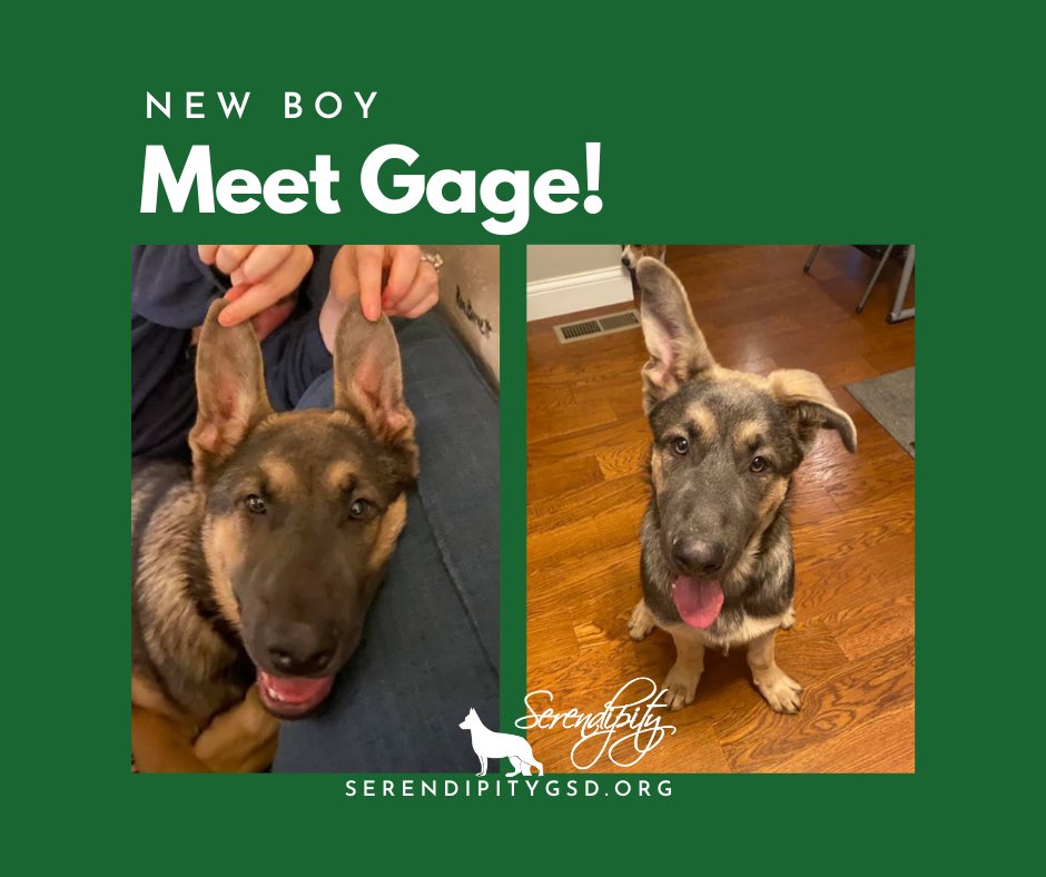 SerendipityGSD's tweet image. It's a good thing 5-month-old GSD puppies know how to morph into lovable parties on 4 paws to offset their spot-on imitation of velociraptors. 😂 New boy Gage here is no exception. 😜 More to come soon on this charming devil!
🐾
#SGSDR
#STLDogRescue
#GSDRescue
#STLDogs
#GSDLove