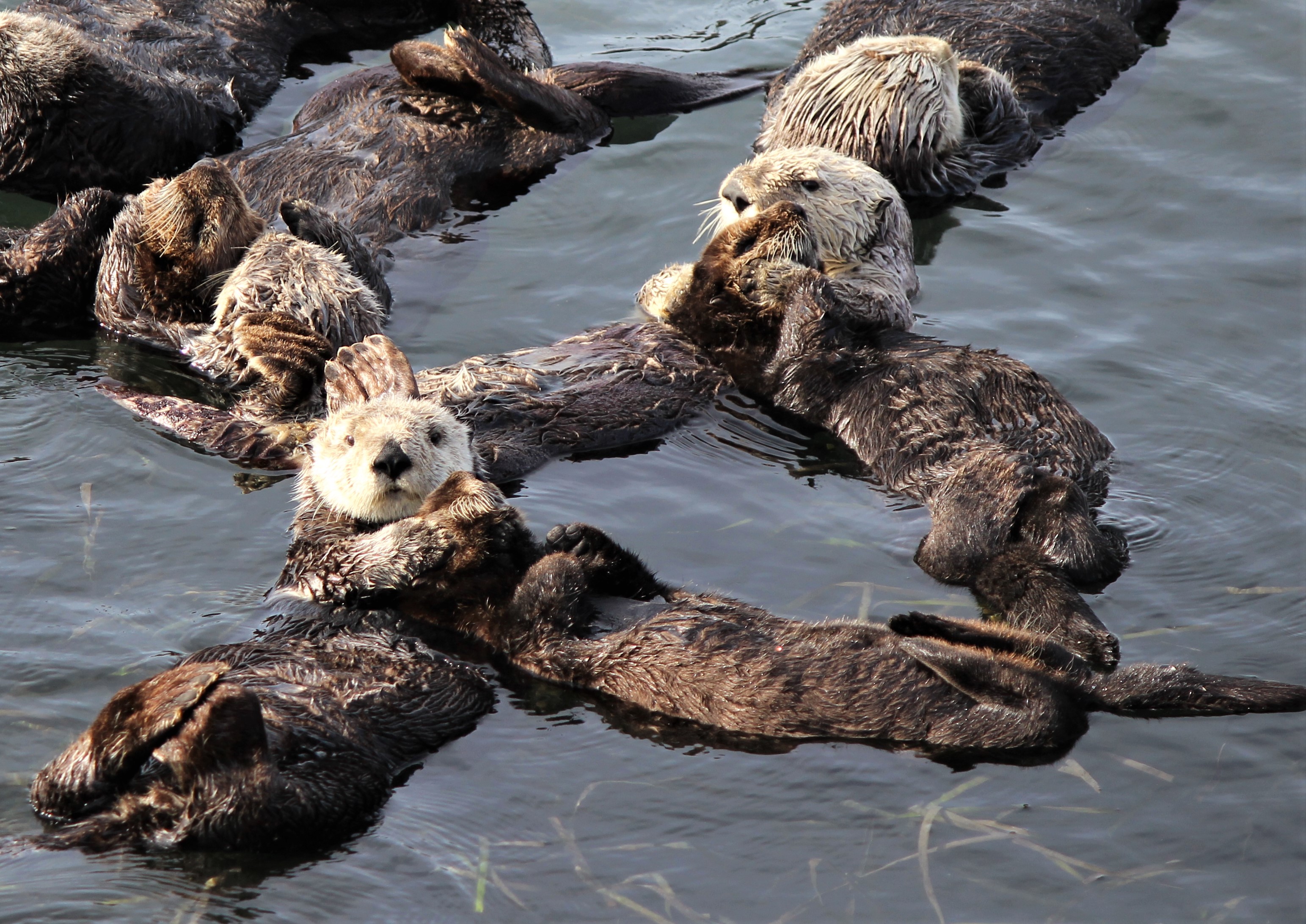 10 cutest otter sleeping holding hands photos that will melt your heart