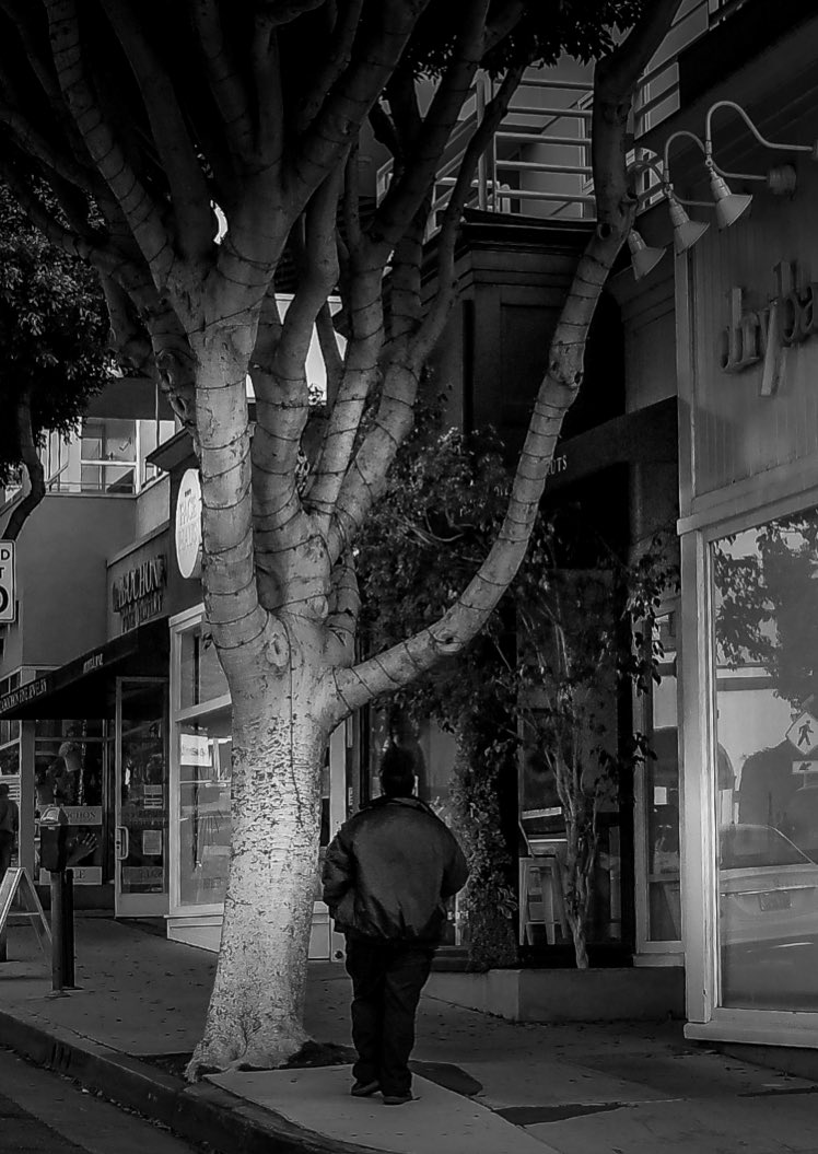 Tree Guard...
.

#richardgreenla  #santamonica #LandscapeLovers #BeautifulLandsca #Viewpoint #NakedPlanet #LandscapeHunter #Sky_Captures #ScenicView #Cloudscape #Earthpix #DiscoverLandscape #AwesomeGlobe #IGRefined #Earthescope  #montanaave #trees #treesofinstagram #lanature