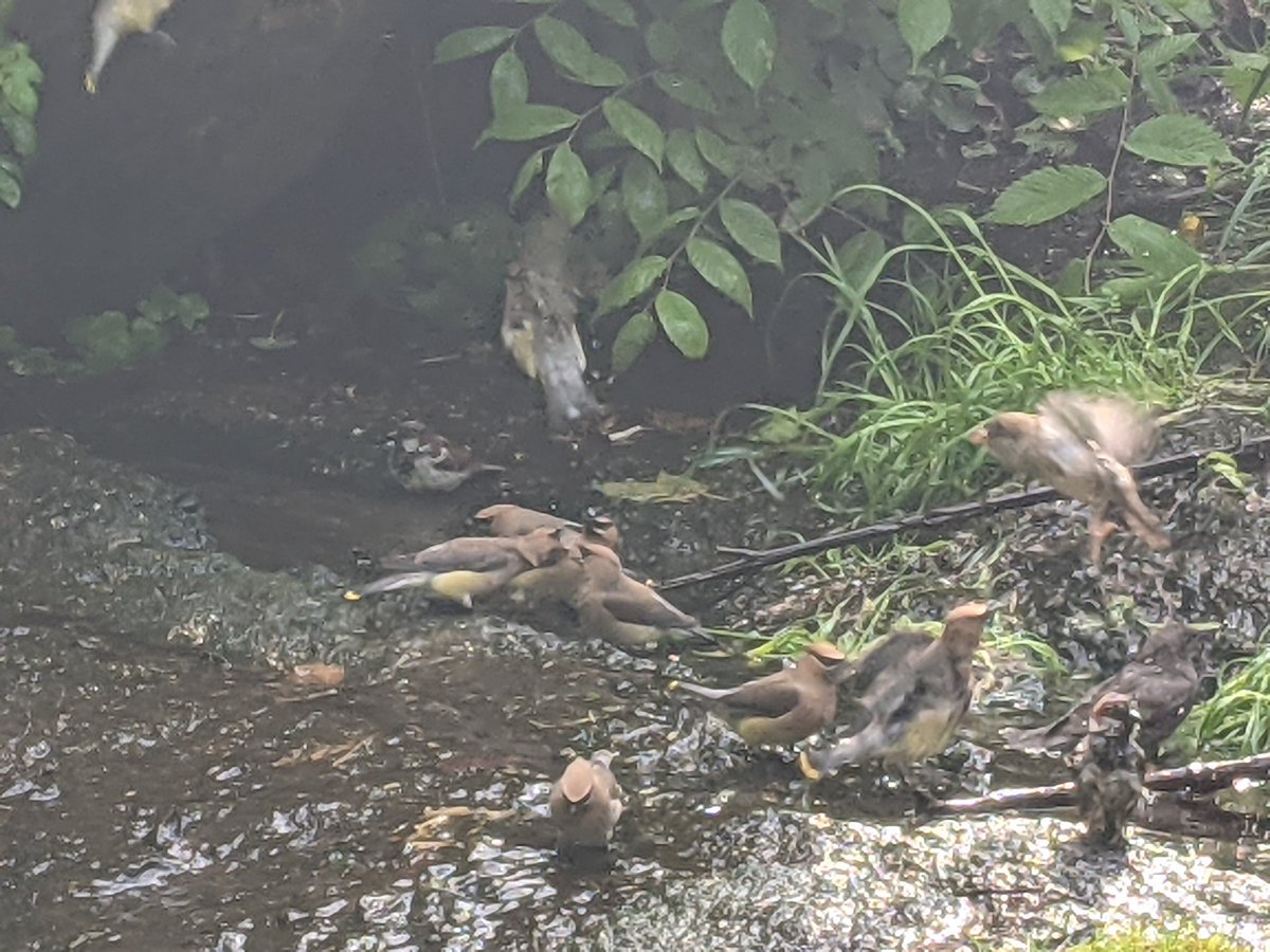 Finally I can stop the FOMO of others waxwing photos. My staking out paid off. My "spark" birds bathing at the pool.  #birdcp #birding #cedarwaxwings
