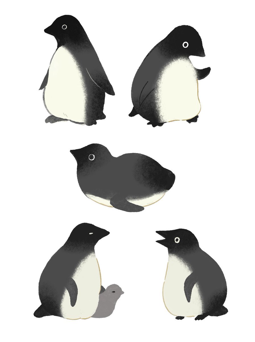 no humans animal focus bird simple background white background penguin animal  illustration images
