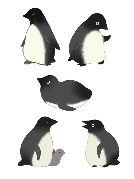 「ペンギン 白背景」のTwitter画像/イラスト(人気順)