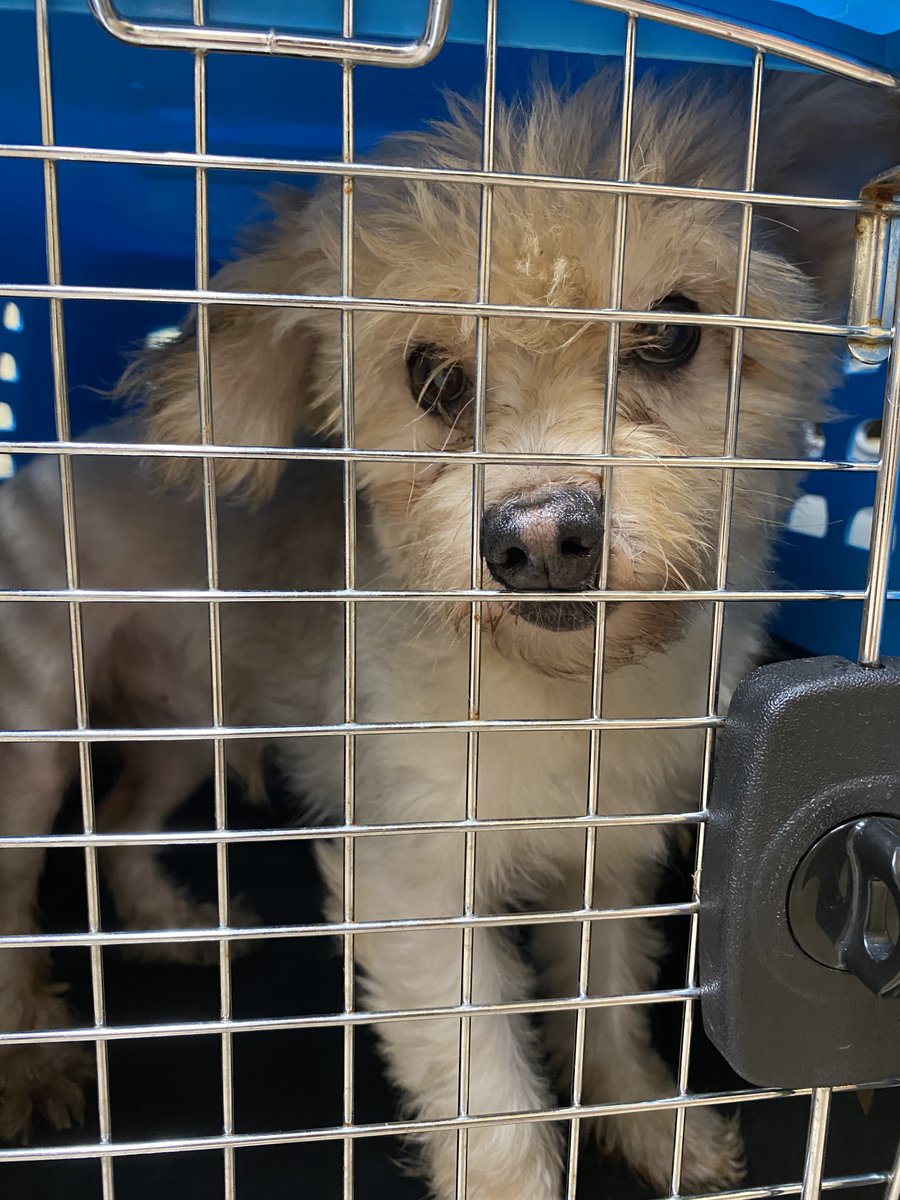 KDKA's tweet photo. JUST IN: These dogs are just a few of the approximately 50 being removed from a home in Whitehall. Animal Friends says the odor was so bad, neighbors said they could smell it inside their own homes. https://t.co/fIf0fZcO2x https://t.co/BlsmJ3WMEO