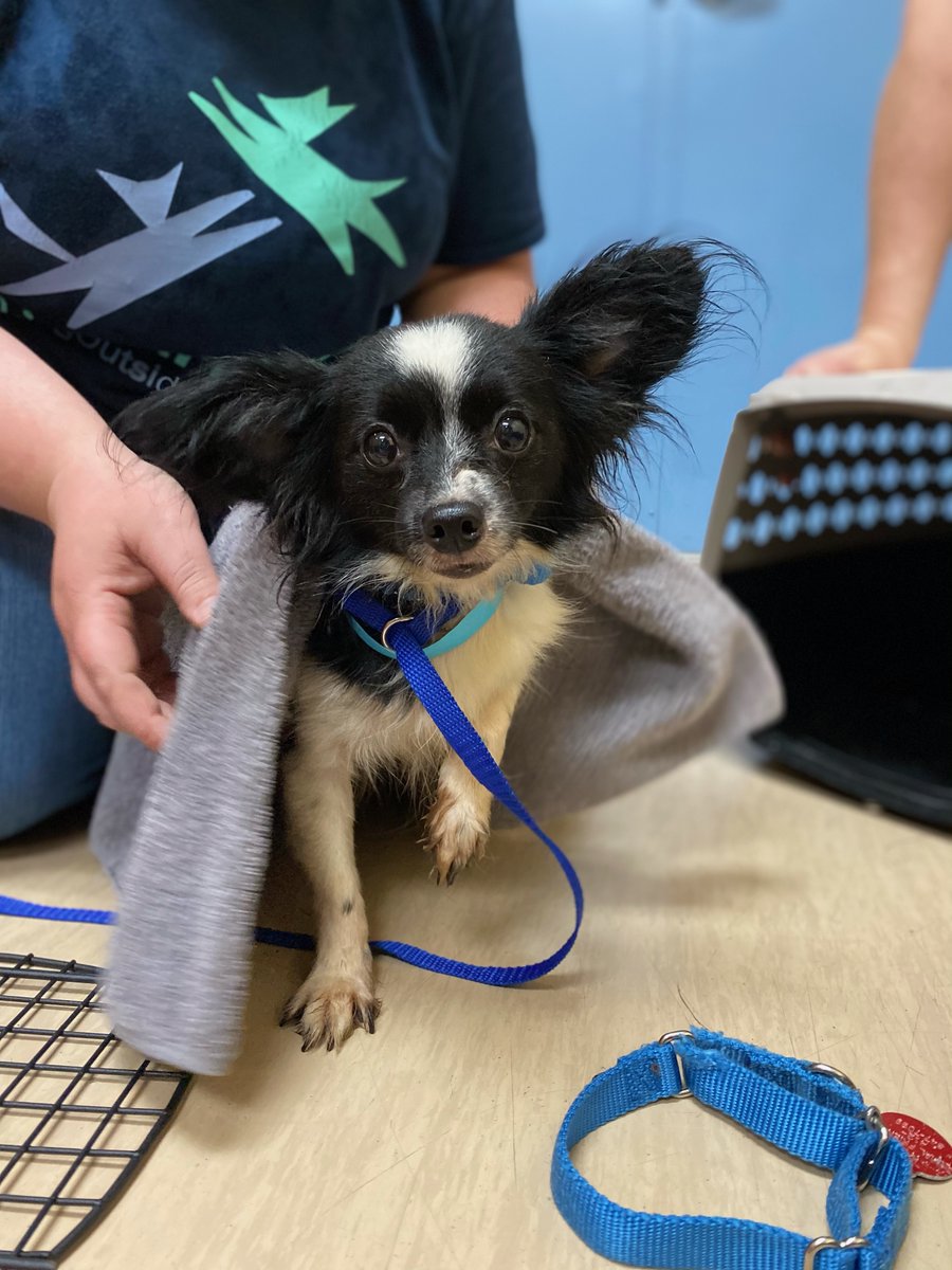 KDKA's tweet photo. JUST IN: These dogs are just a few of the approximately 50 being removed from a home in Whitehall. Animal Friends says the odor was so bad, neighbors said they could smell it inside their own homes. https://t.co/fIf0fZcO2x https://t.co/BlsmJ3WMEO