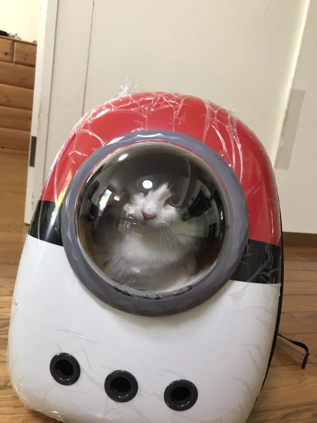 @oki_soroe うちのメインクーンも小さい頃はゲットだぜ！でした！ 
