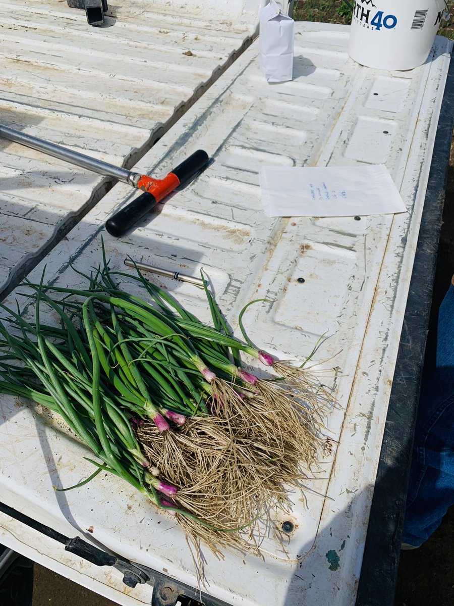 Knowing is half the battle! Pulling soil, leaf, and root samples on some #onions. We will watch these numbers over the season to stay ahead of any fertility issues. We already know the #RootJuice did it’s job!