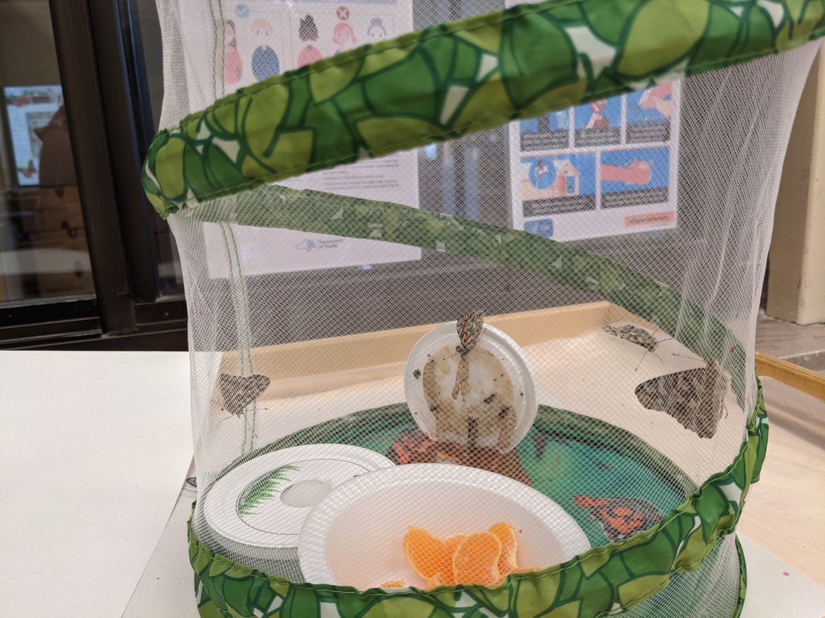 MrsCarpenter12's tweet photo. Some days you just have to read to butterflies.#tinypanthers #WSScares https://t.co/MkYe6ma7Yt