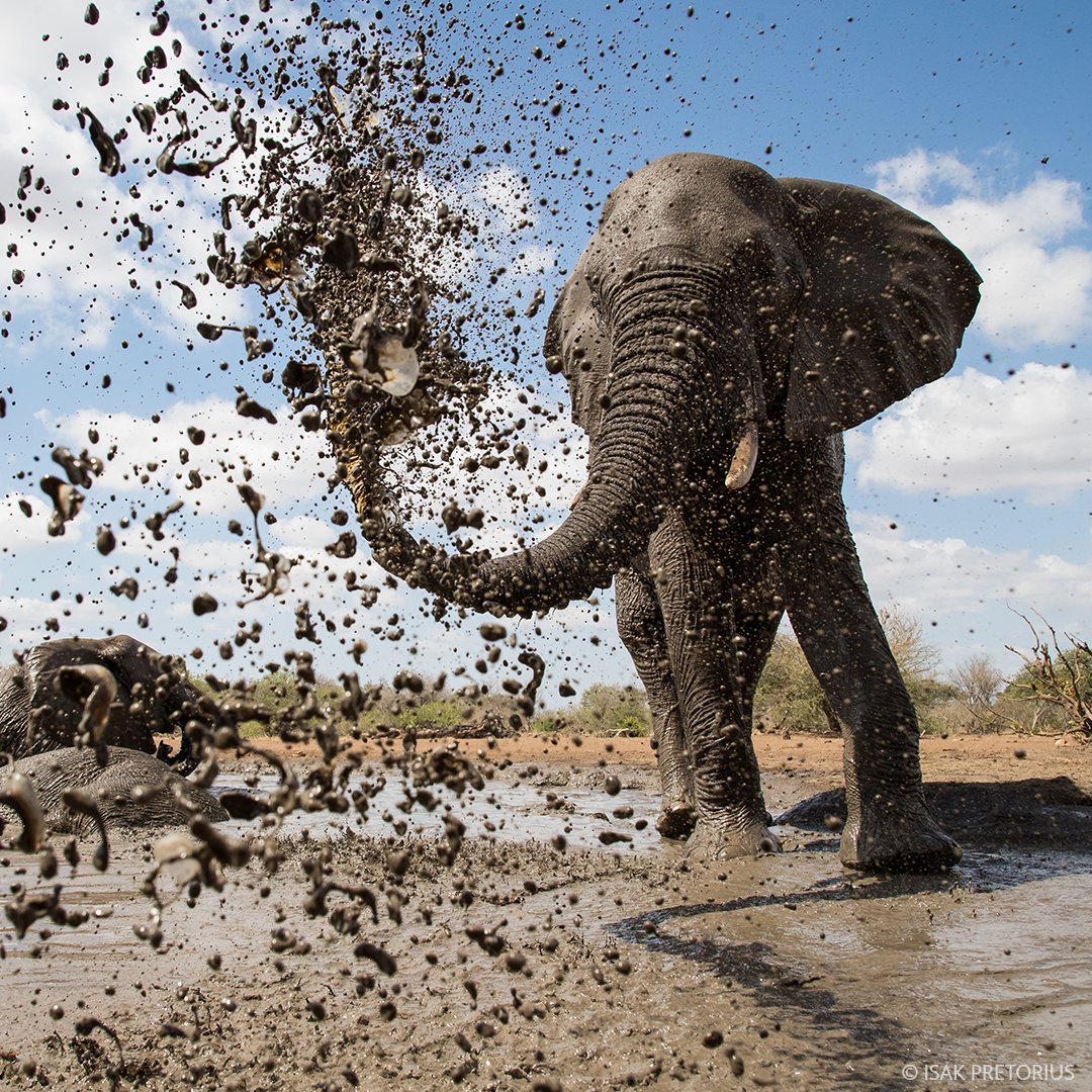 ILPublicMedia's tweet photo. In "Life at the Waterhole", Dr. M. Sanjayan and his team uncover the complex dynamic of a manmade waterhole where elephants, zebras, and more compete for water.
Catch Episode 2 exploring the evening activity at the waterhole, tonight at 7pm on WILL-TV!๐ฆ๐ #TheWaterholePBS https://t.co/2Nzy1ICyNf