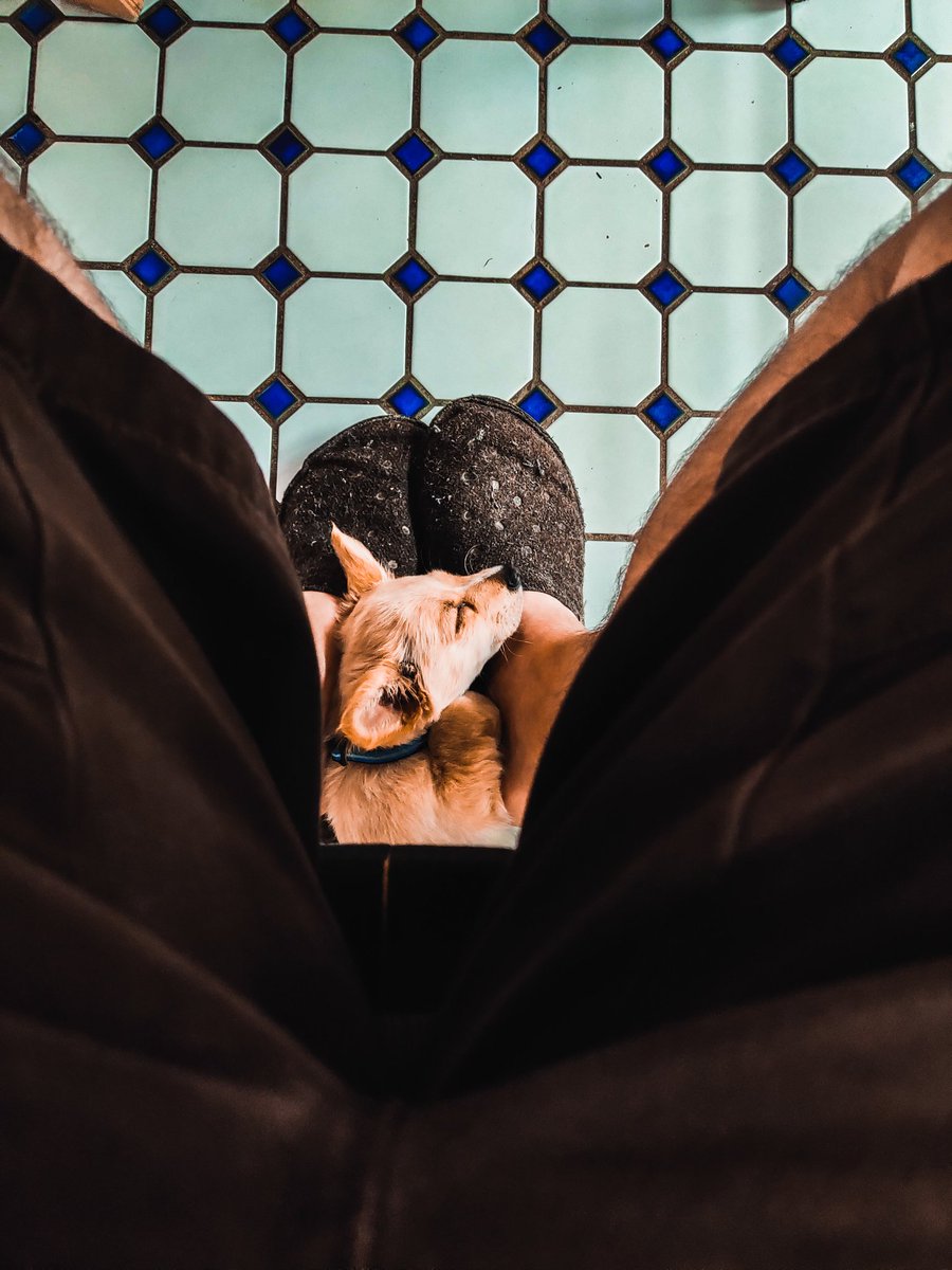 UnitedThemes's tweet photo. @Poloniex @InuKishu Our little family dog ​​Snoopy. @Poloniex @InuKishu $KISHU https://t.co/ZxqY5rLMav