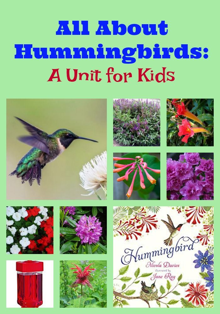 pragmaticmom's tweet image. Newly Updated! All About Hummingbirds: A Unit for Kids bit.ly/2XtevST via @pragmaticmom #STEM #hummingbirds #backyardscience #summerlearning