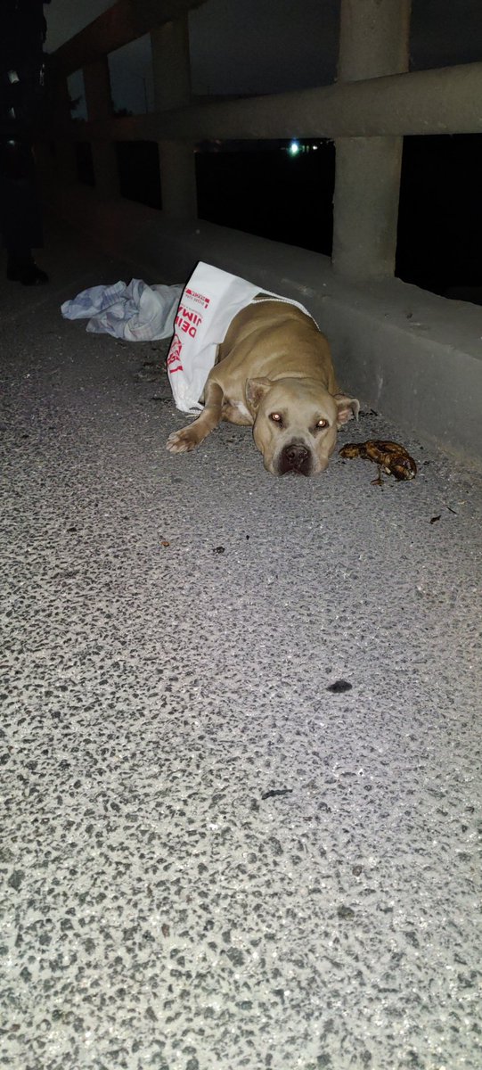 jonathan_tk's tweet image. Estoy  detrás del aeropuerto en el puente de periférico por la alameda oriente, hay una perrita atropellada, muy lastimada de su estómago, solicité ayuda por teléfono pero no han podido venir, ya tengo más de 2 horas aquí @UCS_GCDMX