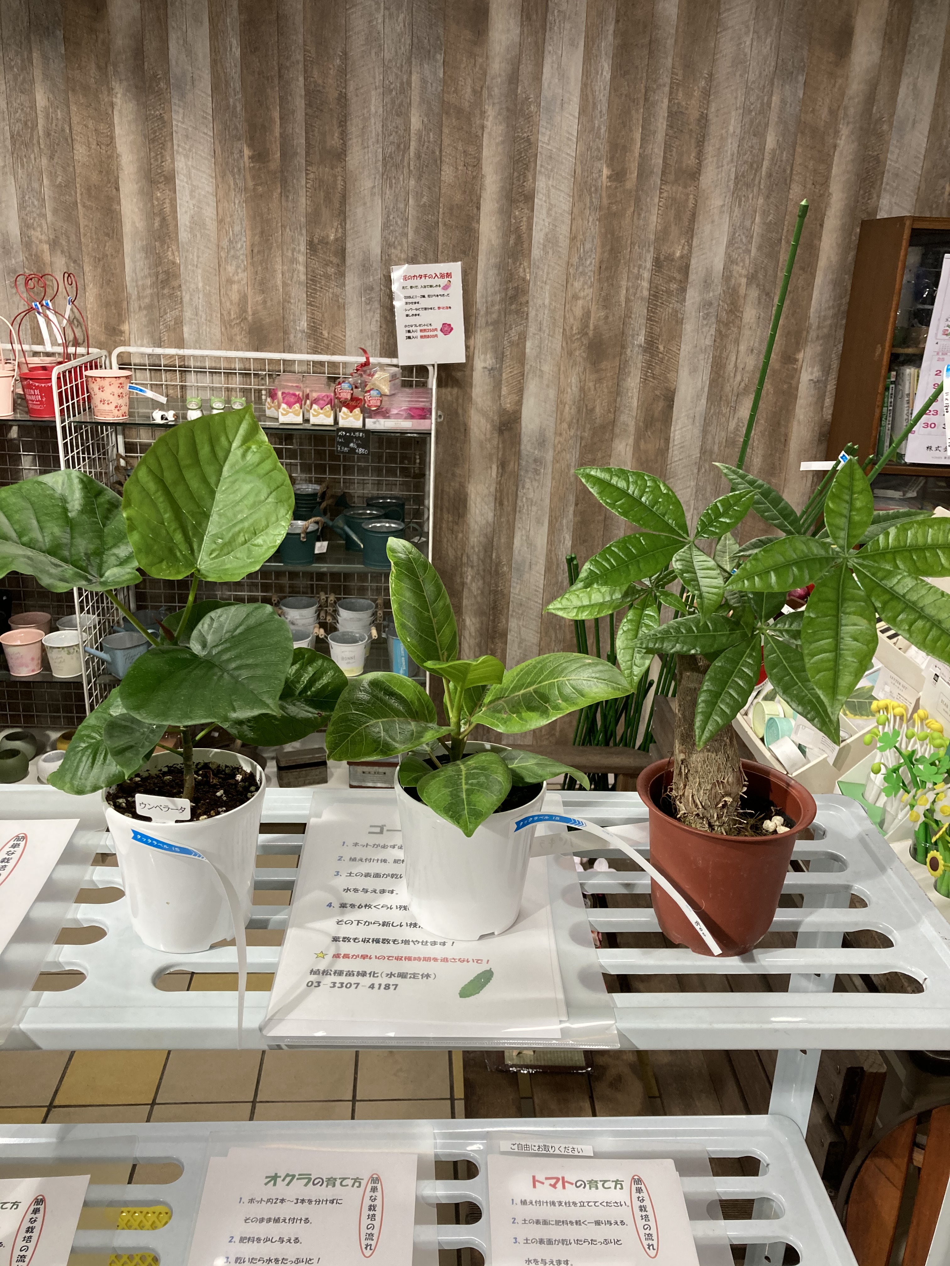 植松種苗緑化株式会社 4号サイズの観葉植物が入荷しました 左から人気所のウンベラータ アルテシマ パキラです マンションなど小スペースでも置きやすいテーブルサイズとなっていますのでオススメです T Co Mcfds0ozsw Twitter