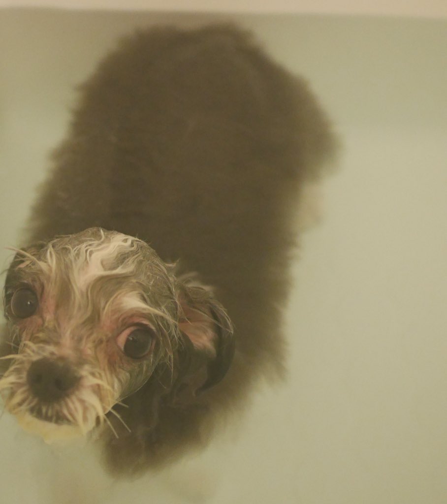 とある犬のお風呂姿があまりにもあの海産物に似ている お吸い物感がwww よい出汁でそう Togetter