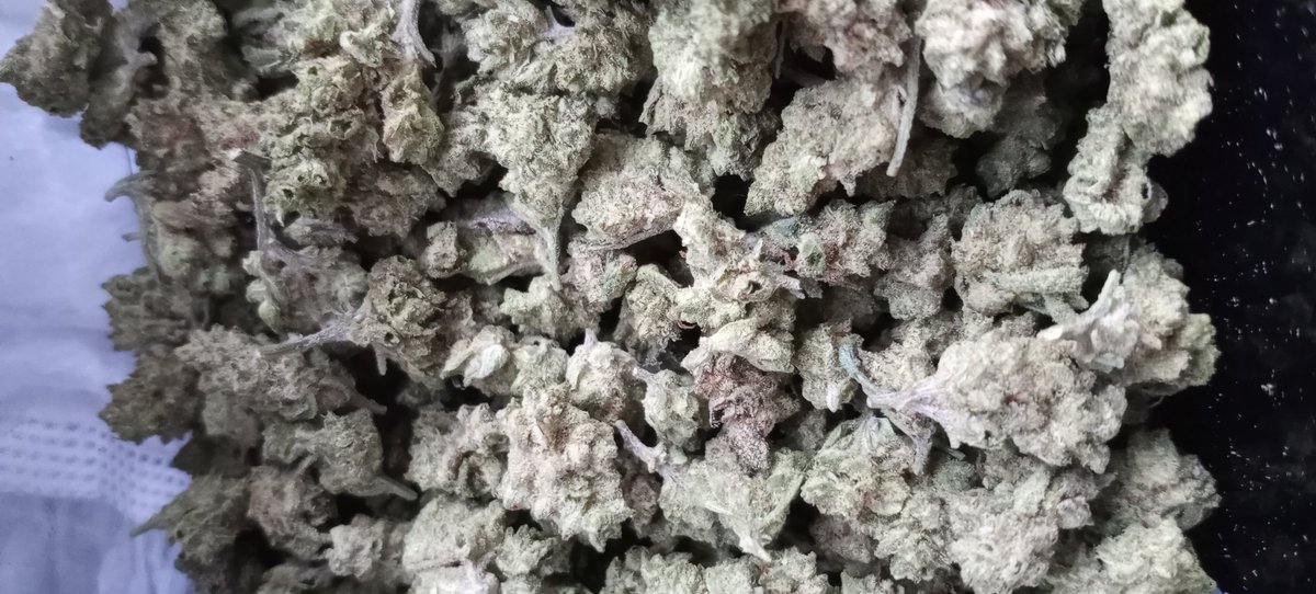 CASacramento916's tweet photo. GOOD BUD #SACRAMENTO #Weed

1oz LA Kush Cake Smalls Flower Indoor 22.32%THC by KRUCIAL

$120 +fees
First time customers 20%off!

https://t.co/efPptHTduy

https://t.co/6i3sjppa8X 

@KrucialCannabis
@sscc916

https://t.co/9defMUPsDc

https://t.co/aT0qq75VUp

https://t.co/InqmSJlHCX https://t.co/WQcKnUuwZs