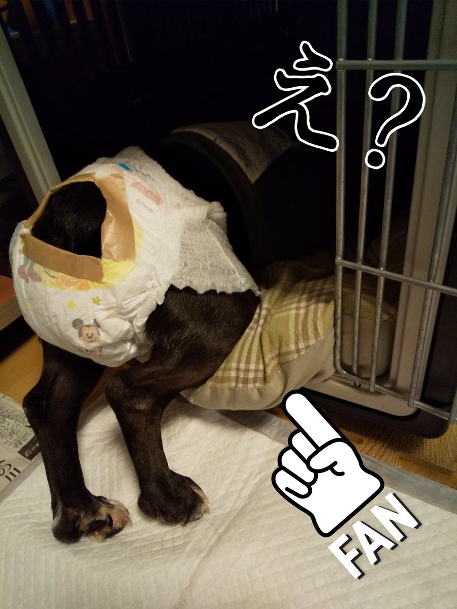 hiroshiho2's tweet photo. 早上好😊
今天下着雨吧🌂

おはようございます！
スーパームーン夕方までは
見る気マンマンでしたが、
夜にはすっかり忘れてました…😅

ヒート中の娘はおむつはめてます。
1日ゴロゴロ😴
こんなだらしない格好は殿方には
お見せできません〜😩

#おは戦30527mm 
#スーパームーン 
#いぬのいる暮らし https://t.co/ePuUhNJknL