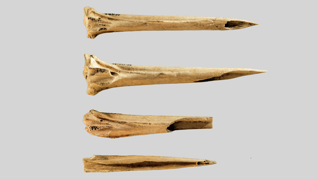 CaraSantaMaria's tweet image. Sharpened turkey leg bones may have served as tattoo needles at least 3,620 years ago!

#AncientTools #Tattoos #Tools #Archeology #TattooingTools #TurkeyBones #NativeAmerican 

sciencenews.org/article/oldest…