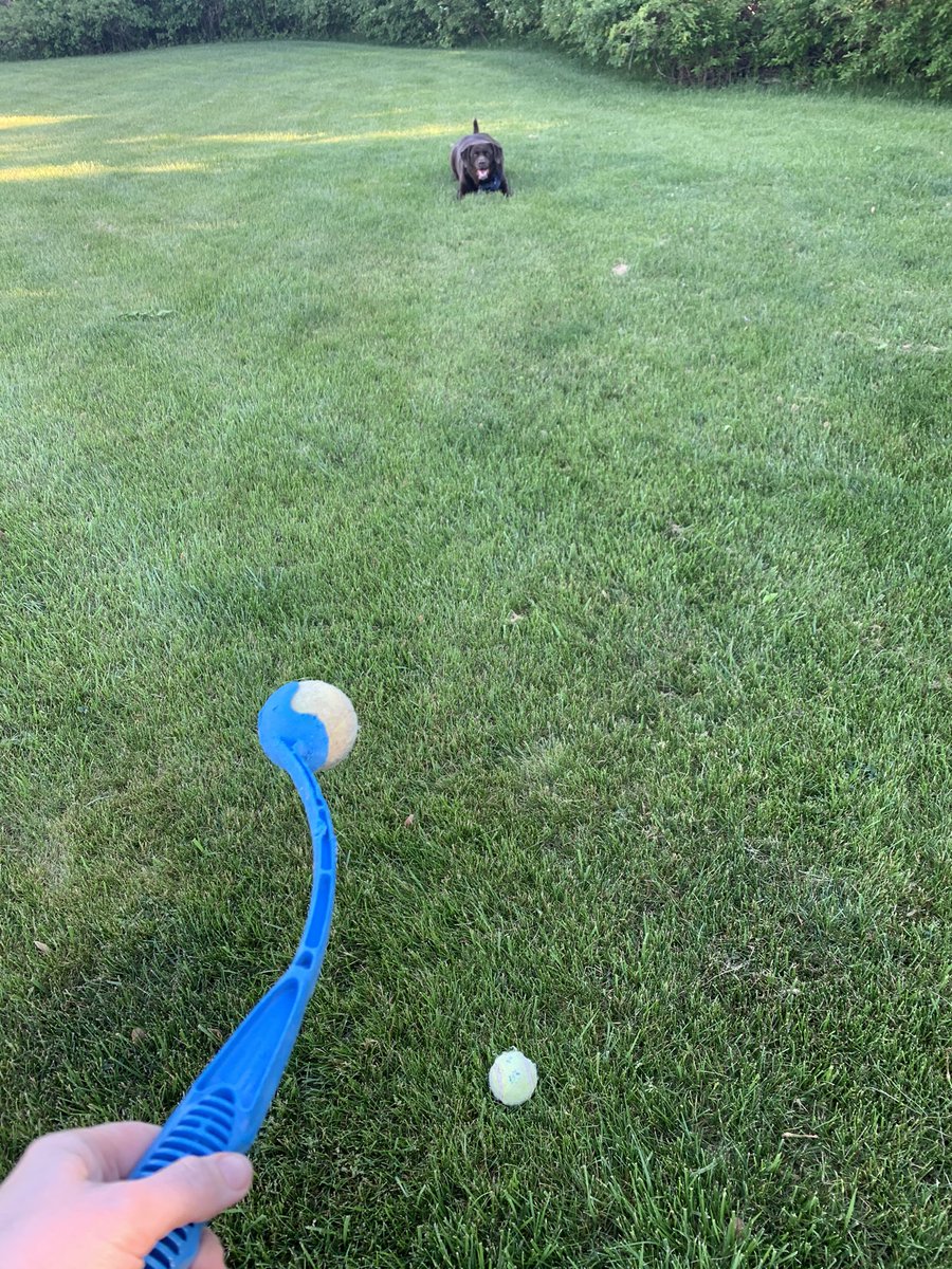 mochaladocha's tweet photo. Mom says when playing fetch with a #labradog you always need to have two balls ready https://t.co/cazxY7RvrA