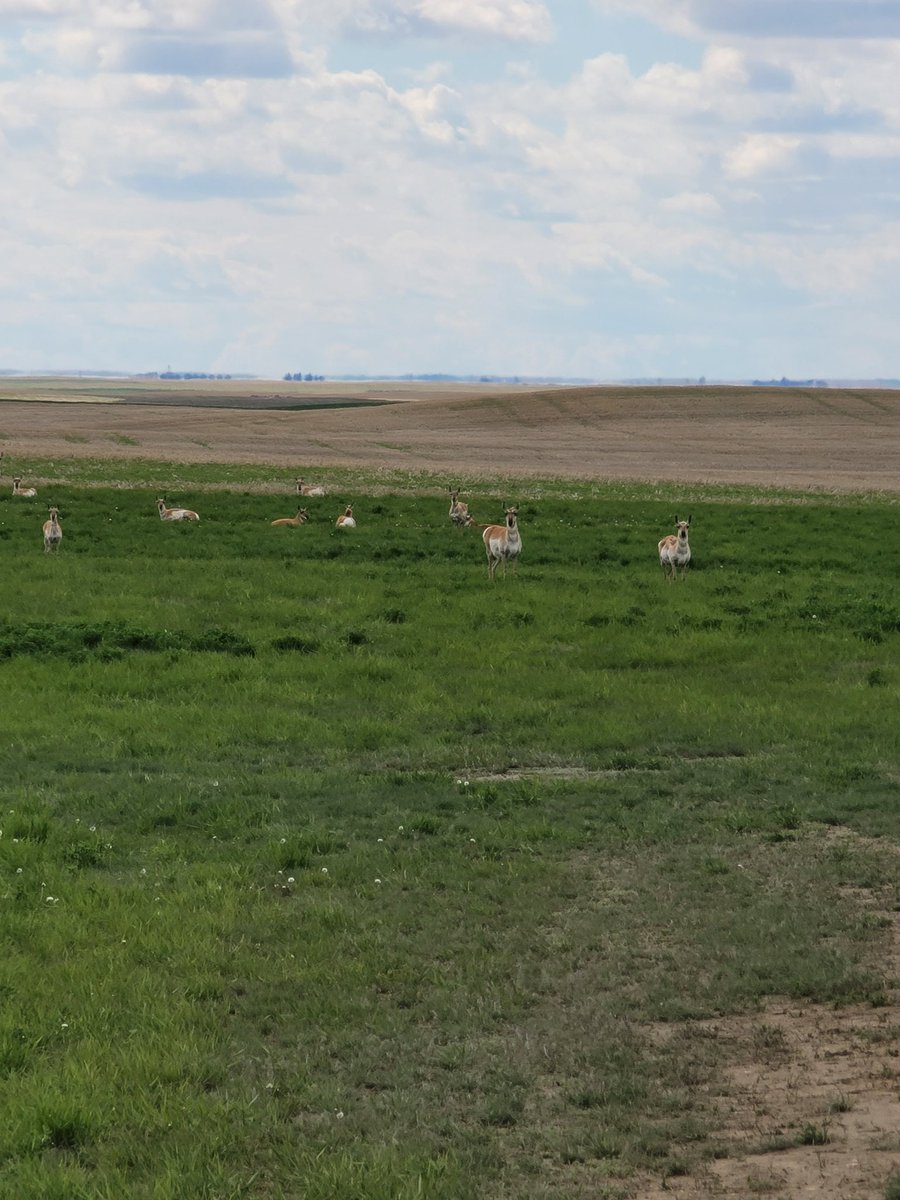 SaskExporter's tweet photo. Yellow Peas are coming up nicely in South Alberta!! https://t.co/QZRWHGinah