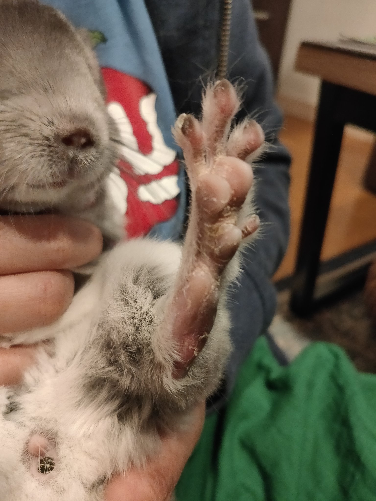 チンさん Chinchilla Twitter પર 足の裏が赤い気がするのですが これって普通ですか ケージの底は休足フロアー使ってます T Co Ubqlcujcot Twitter