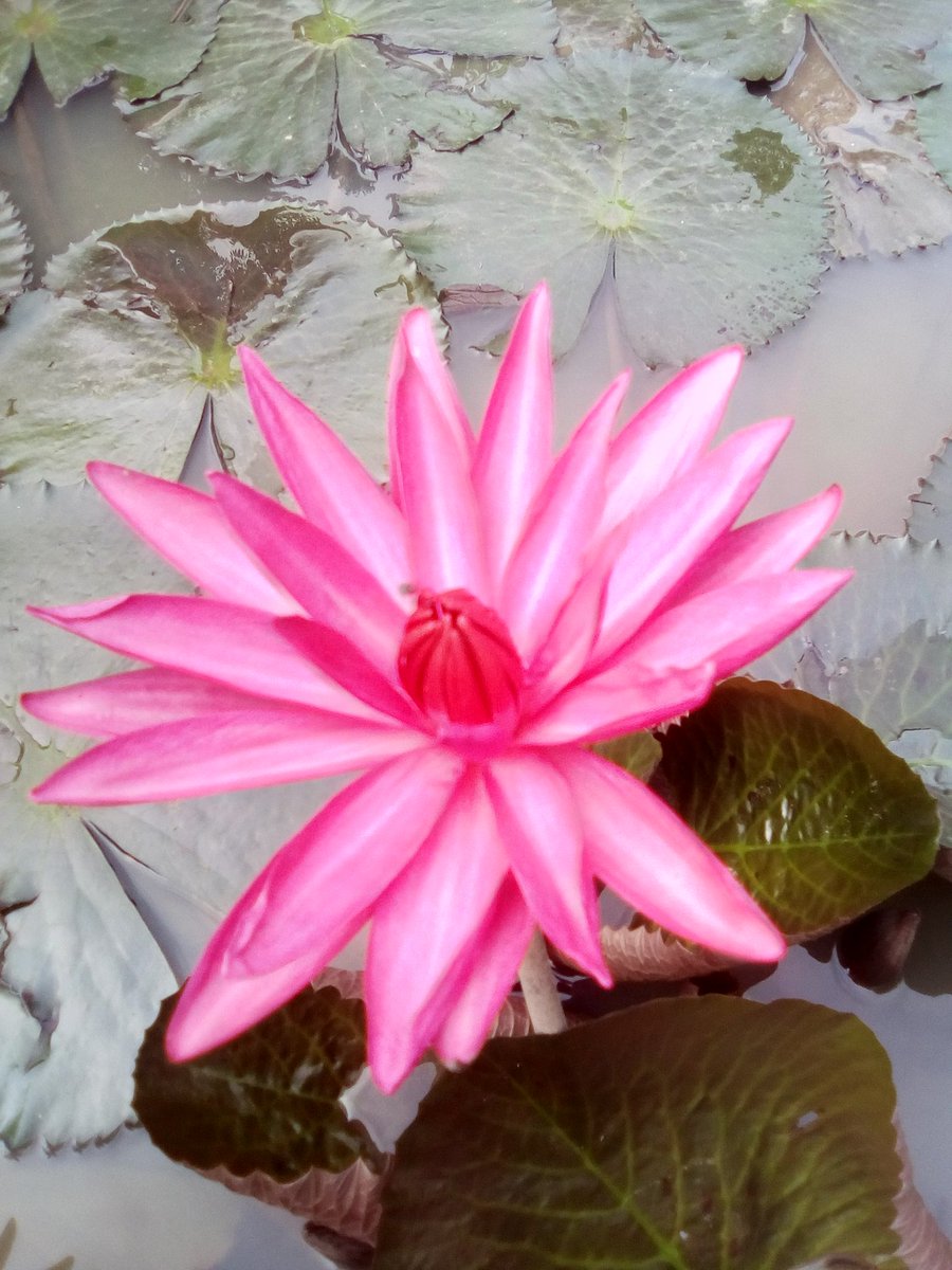 Sena sumawun tweet media