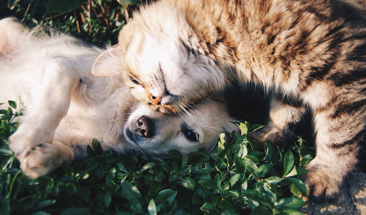 Survivor Justice Action (@sj_action) on Twitter photo New #DVFacts thanks to <a href="/ndvh/">National Domestic Violence Hotline</a> and <a href="/URI_NYC/">Urban Resource Institute</a>!
"97% of domestic violence survivors report keeping pets with them is an important factor in deciding whether or not to seek shelter; half would not consider shelter for themselves without their pet." ow.ly/FwEF50EW7py New #DVFacts thanks to <a href="/ndvh/">National Domestic Violence Hotline</a> and <a href="/URI_NYC/">Urban Resource Institute</a>!
"97% of domestic violence survivors report keeping pets with them is an important factor in deciding whether or not to seek shelter; half would not consider shelter for themselves without their pet." ow.ly/FwEF50EW7py