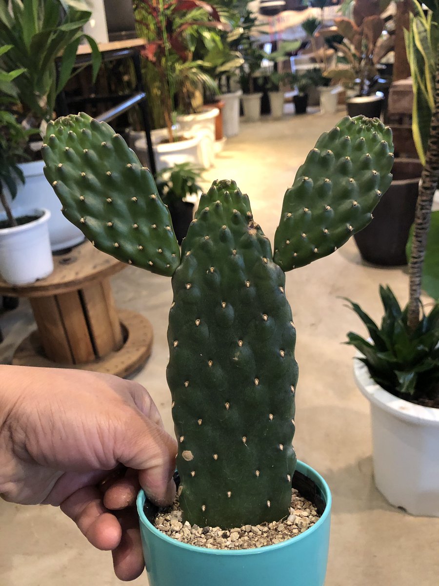 スミエボシ Twitter Haku