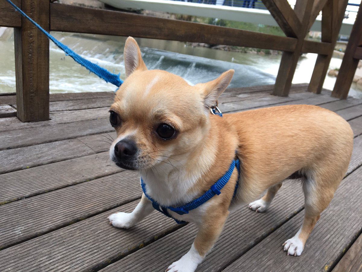 Learn_Spanish_W's tweet photo. La correa del perro es azul.

What is the meaning of “correa”?

#LearnSpanishWords https://t.co/nOak4Aj0Cz
