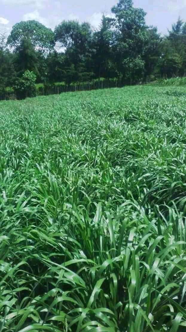 SHUAIB197's tweet photo. Pasture/fodder available
#yil #GLFAfrica https://t.co/MKnV9YfZto