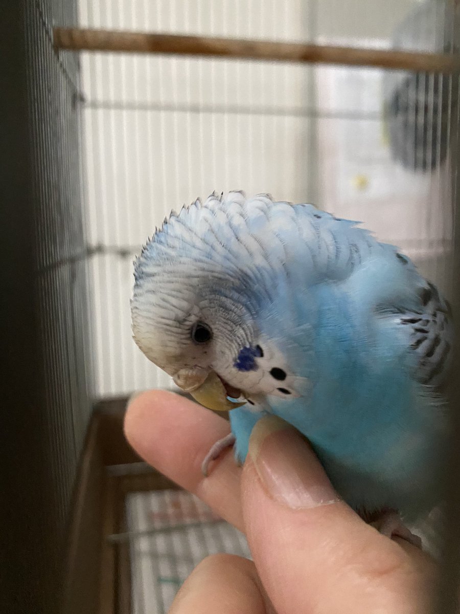 Sakiy_1133's tweet photo. 5/27(木)早朝に迷い込んできたインコ保護しました。
仙台市若林区です。
心当たりある方DMください。
皆さんRTお願いします🦜

#セキセイインコ #迷いインコ 
#拡散希望RTお願いします https://t.co/GF5qWZ8gIJ