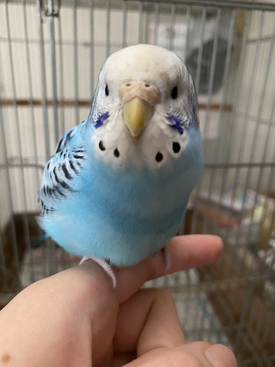 Sakiy_1133's tweet photo. 5/27(木)早朝に迷い込んできたインコ保護しました。
仙台市若林区です。
心当たりある方DMください。
皆さんRTお願いします🦜

#セキセイインコ #迷いインコ 
#拡散希望RTお願いします https://t.co/GF5qWZ8gIJ