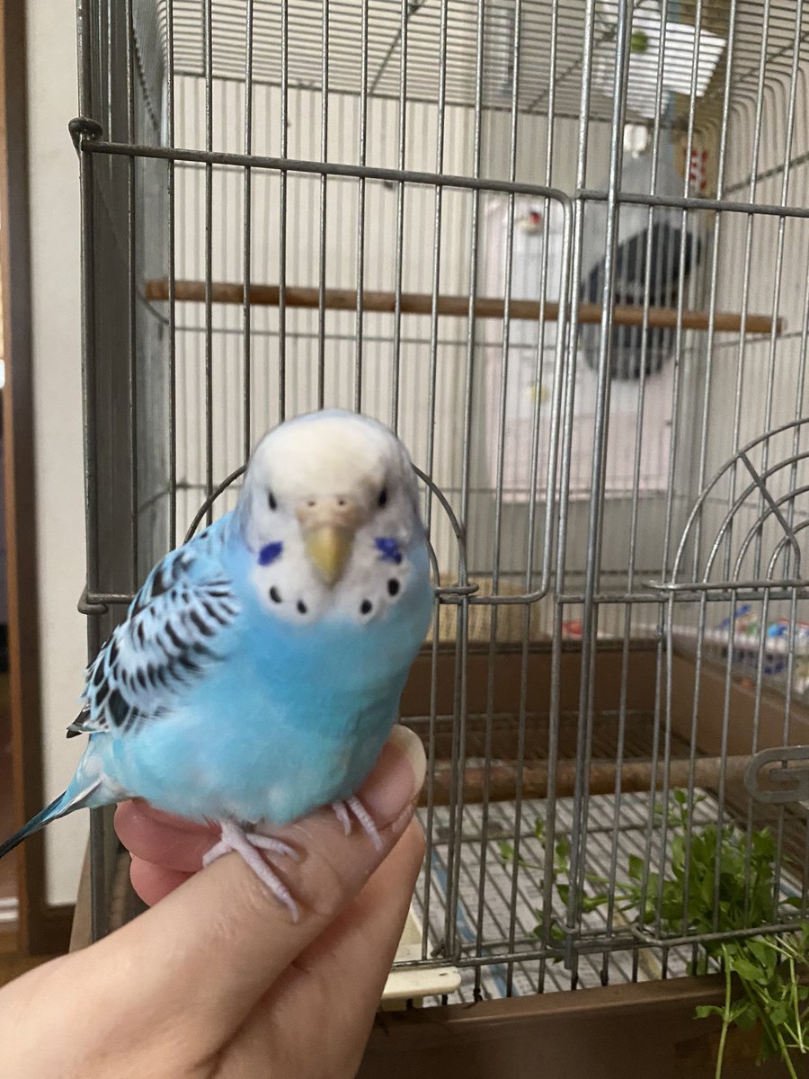 Sakiy_1133's tweet photo. 5/27(木)早朝に迷い込んできたインコ保護しました。
仙台市若林区です。
心当たりある方DMください。
皆さんRTお願いします🦜

#セキセイインコ #迷いインコ 
#拡散希望RTお願いします https://t.co/GF5qWZ8gIJ