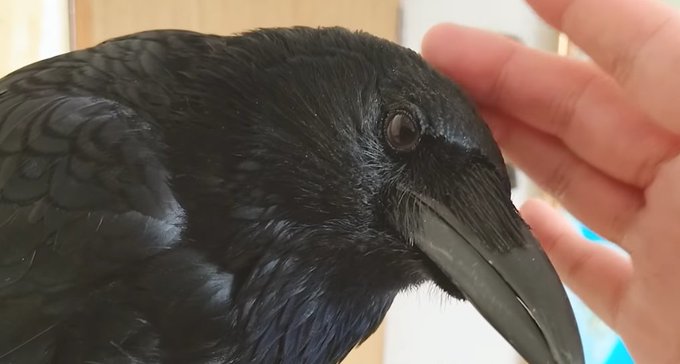 カラスのtwitterイラスト検索結果