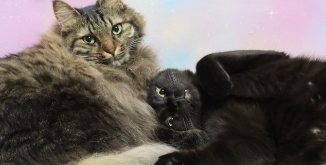 Interesting trivia about the differences between cats and humans and their unique habits!

1.Cats can’t feel sweetness
2.Female and male cats have different dominant hands.
3.Owning a cat lowers the risk of heart attack
4.Most cats’ blood type is A