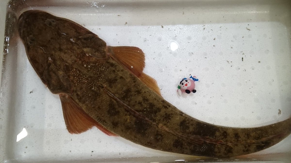 おはようございちばーん 今日は マゴチ を紹介するよ 体は平たく海底に隠れやすい体型と色合いで 目はハート型をしているよ 21 05 27 南区の行政 岡山市中央卸売市場 おかいちちゃん ぐるっと岡山