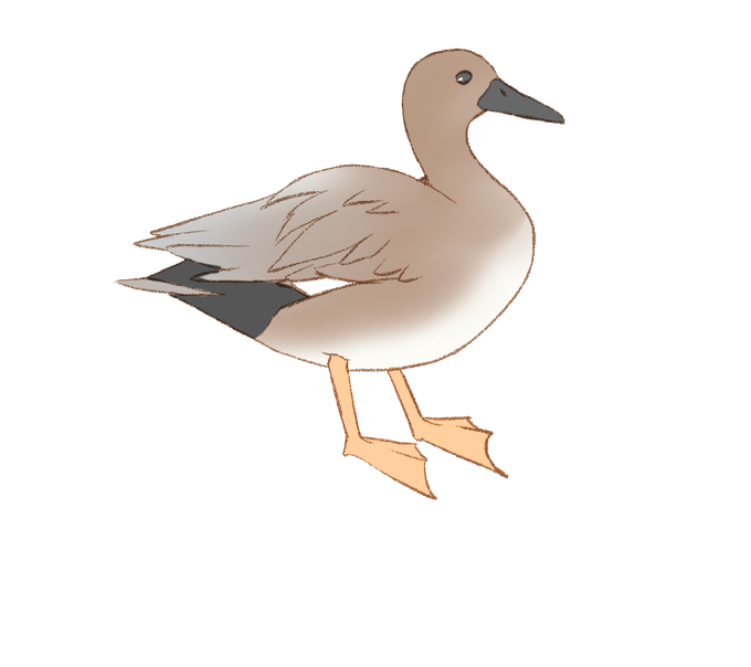 カモのtwitterイラスト検索結果 カモのtwitterイラスト検索結果