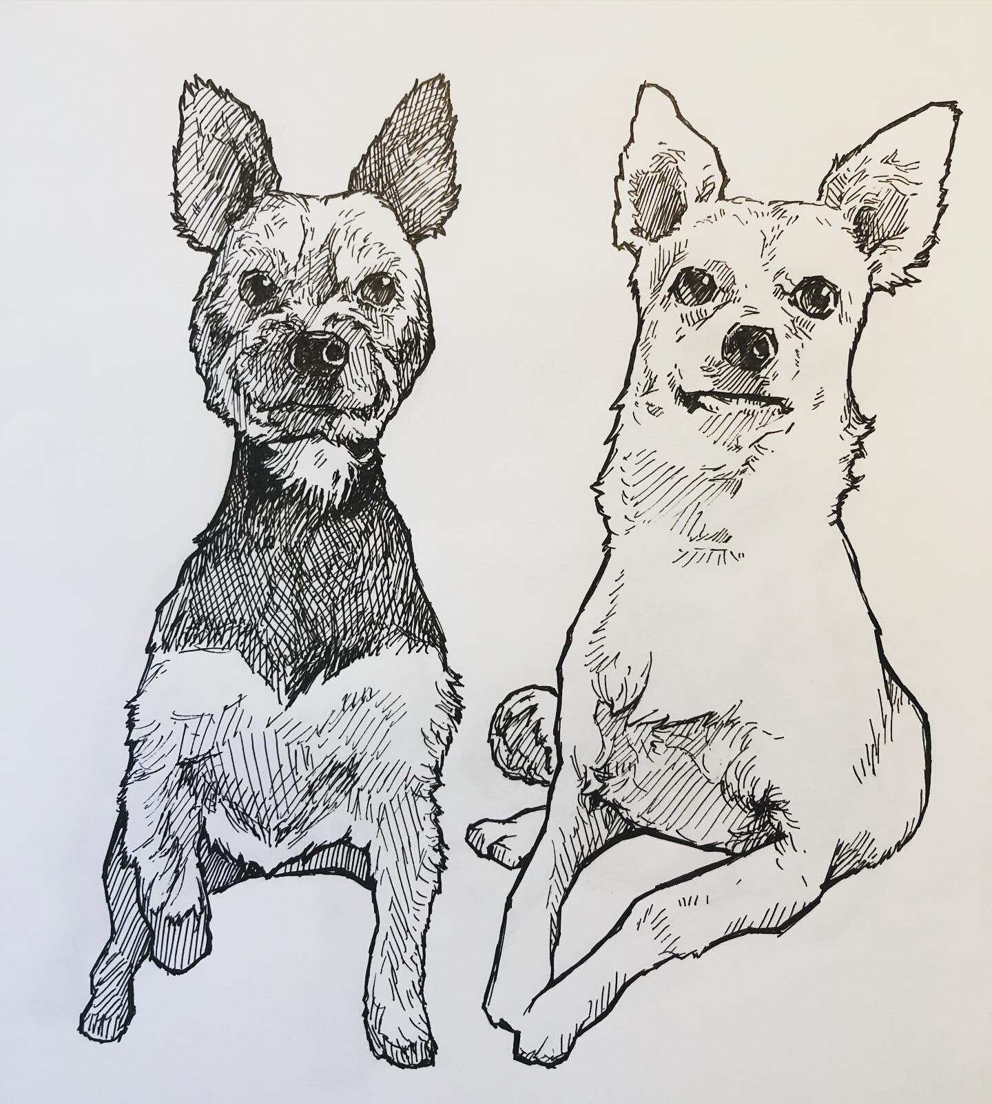 3like 今日はリクエスト 妻の友達のとこの犬 リクエストは大募集ですよ 犬 Illustration イラスト Drawing 手書き 線画 アート Art デザイン 似顔絵 スケッチ イラストレーター 鉛筆画 デッサン 絵が上手くなりたい 描き方 描き方解説
