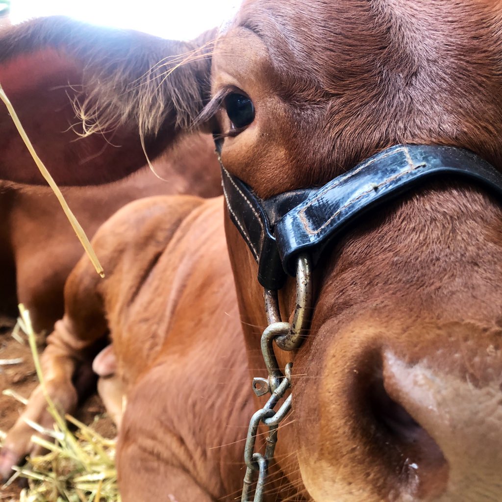FarOutQld's tweet photo. More fun at #FNQFieldDays catch it on #ruralreport https://t.co/bhqSjHAjFv https://t.co/oqNNMVqsMx