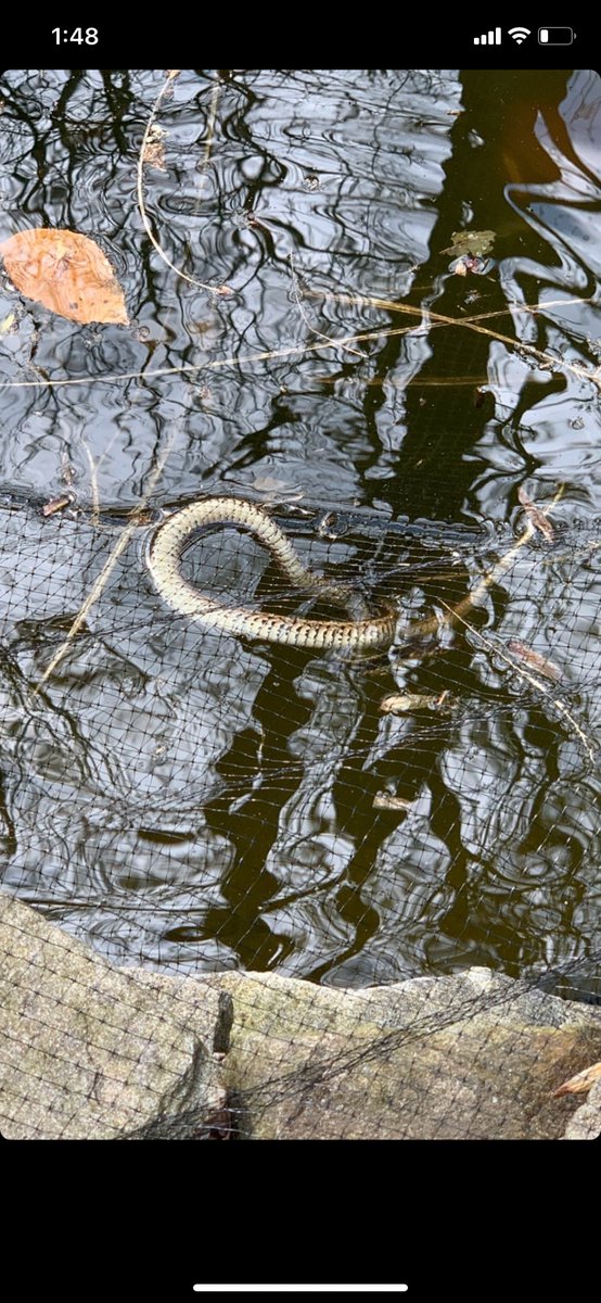 snektrapper's tweet photo. We are snake trappers and rescuers, rehabbers. We save wild snakes from pond netting and relocate them from ppls basement. This is what we do. We care greatly for our snakes and have for years with zero issues. Suddenly four deaths in under a week? What’s going on @PetSmart ? https://t.co/2BD9TCLfB5