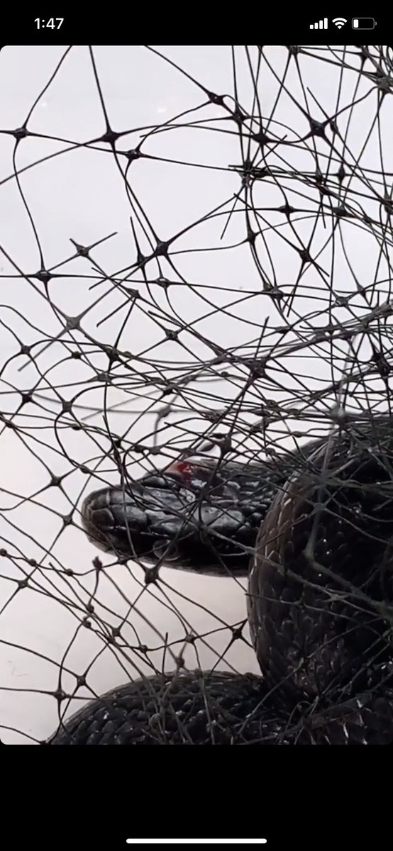 snektrapper's tweet photo. We are snake trappers and rescuers, rehabbers. We save wild snakes from pond netting and relocate them from ppls basement. This is what we do. We care greatly for our snakes and have for years with zero issues. Suddenly four deaths in under a week? What’s going on @PetSmart ? https://t.co/2BD9TCLfB5