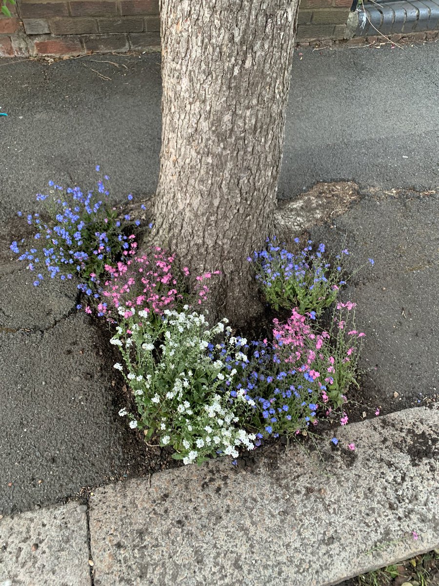 ClimateMerton's tweet image. ♻️Waste not, want not - #MertonGardenStreets volunteers took bedding plants being dug out from a local park to redistribute to our 70+ #FrontGardenFriendly streets &amp;amp; front gardens! 🌳🌸🐝 

@kelly_gunnell @MartinWhelton @idverdeUK @WillHay314 @Merton_Council