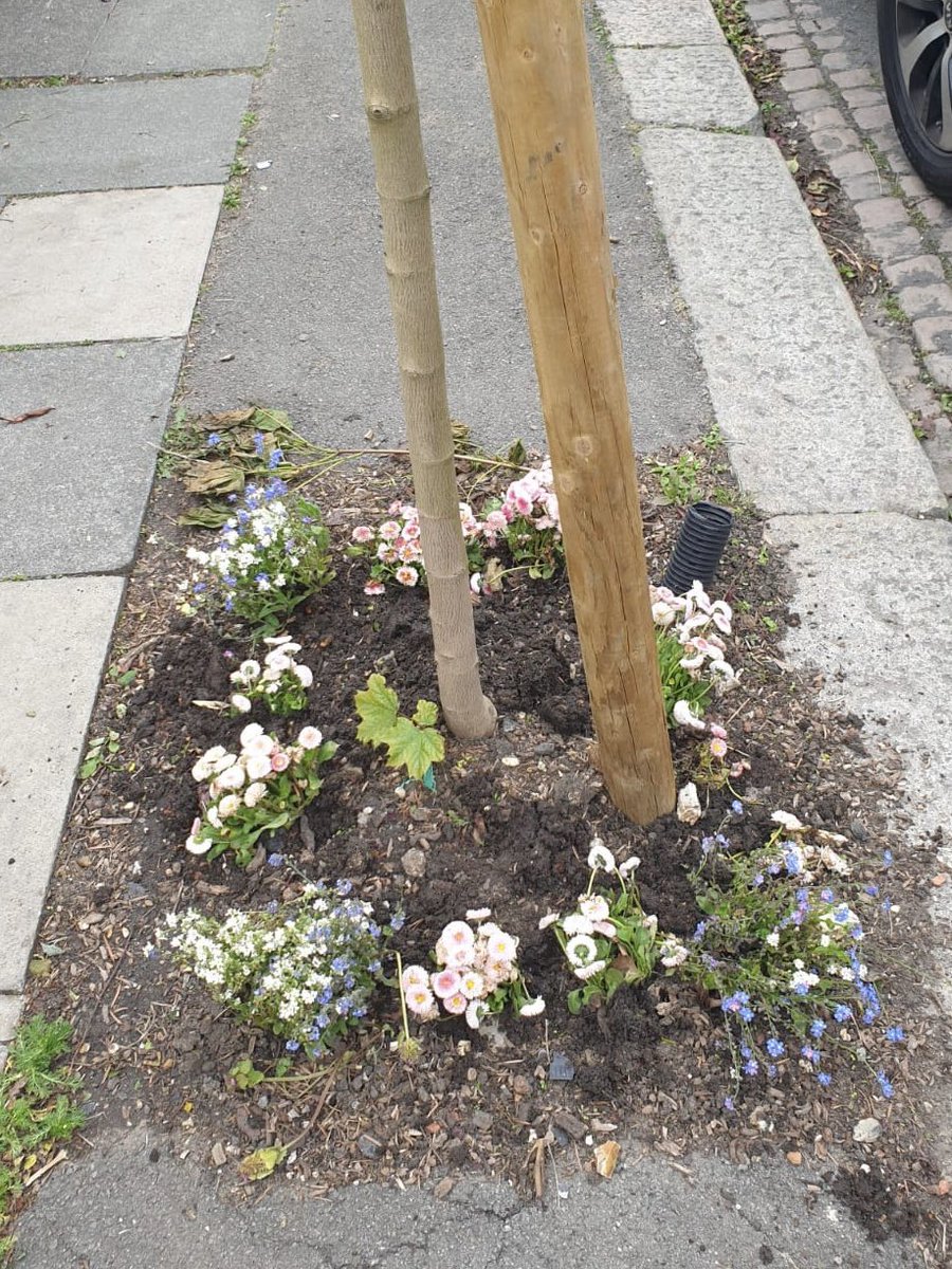 ClimateMerton's tweet image. ♻️Waste not, want not - #MertonGardenStreets volunteers took bedding plants being dug out from a local park to redistribute to our 70+ #FrontGardenFriendly streets &amp;amp; front gardens! 🌳🌸🐝 

@kelly_gunnell @MartinWhelton @idverdeUK @WillHay314 @Merton_Council