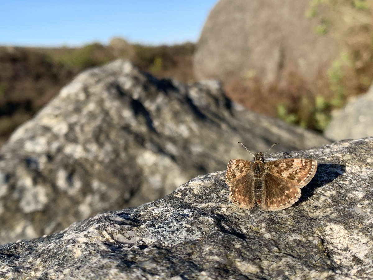 Matt Collis tweet media