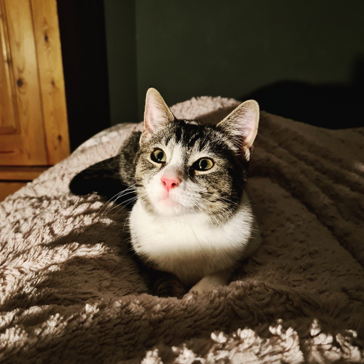 minneymezzo's tweet photo. We purchased our Lyra in the winter lockdown, on NYE, and she is the best thing to happen to our family! She's completely bonkers, and we adore her ๐ @bbcbreakfast #BBCBreakfast #lockdownpets #pandemicpets https://t.co/pTZN9iIOSs