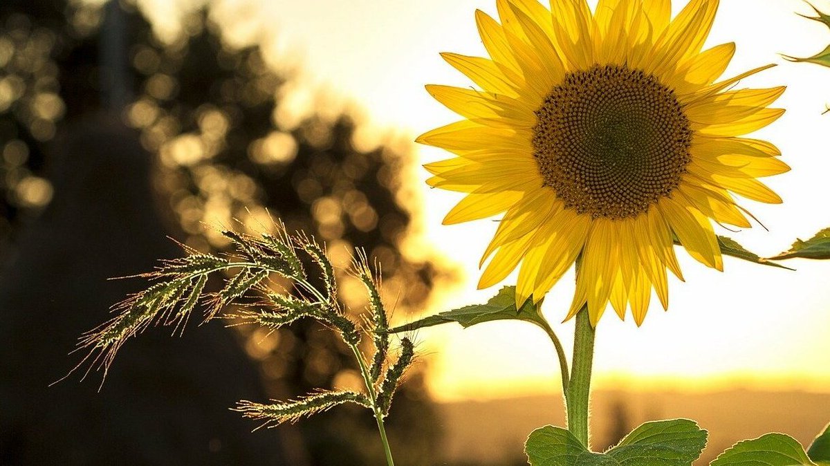 kleingeldhelden's tweet photo. Die besten Aktien für den Sommer 🌞
https://t.co/rNfMF7GYSl https://t.co/81XDS8vQjV