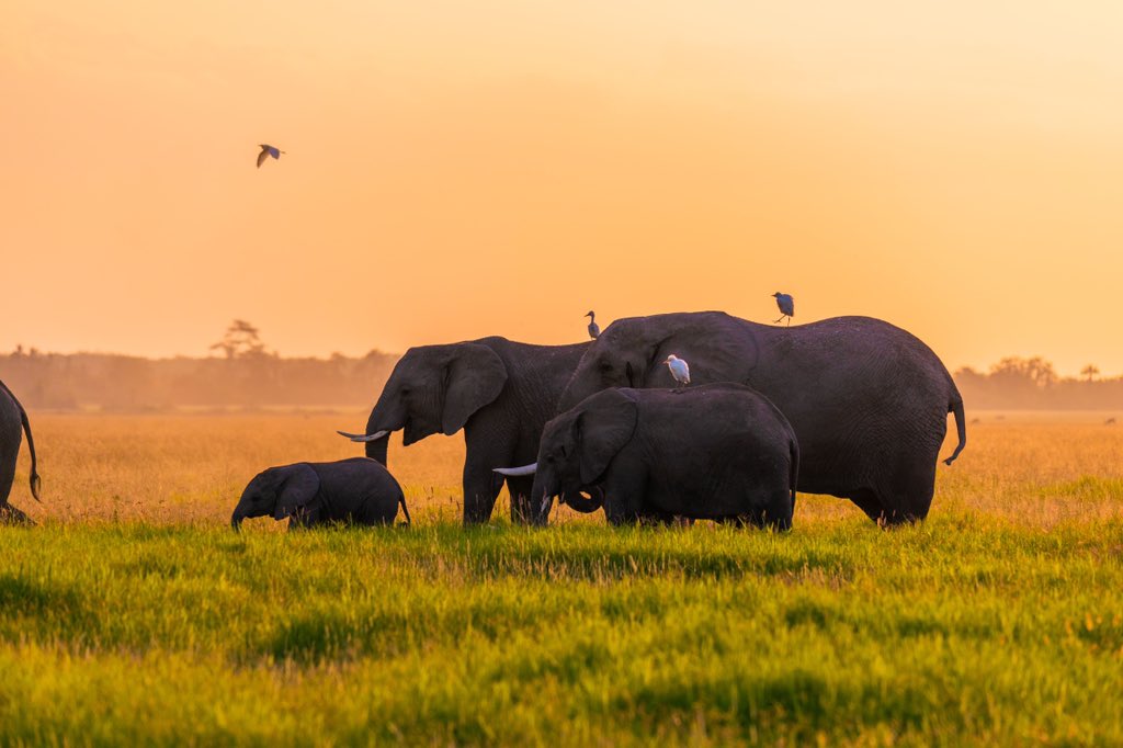 KWSKenya's tweet photo. The National Wildlife Census will ensure effective management and conservation of Kenya's wildlife

Photo credits : (1,2) - @KoomeGitobu, (3)- Hitesh Photography (4) - Jack Kelly

#CountToConserve https://t.co/4b0H2d8LjR