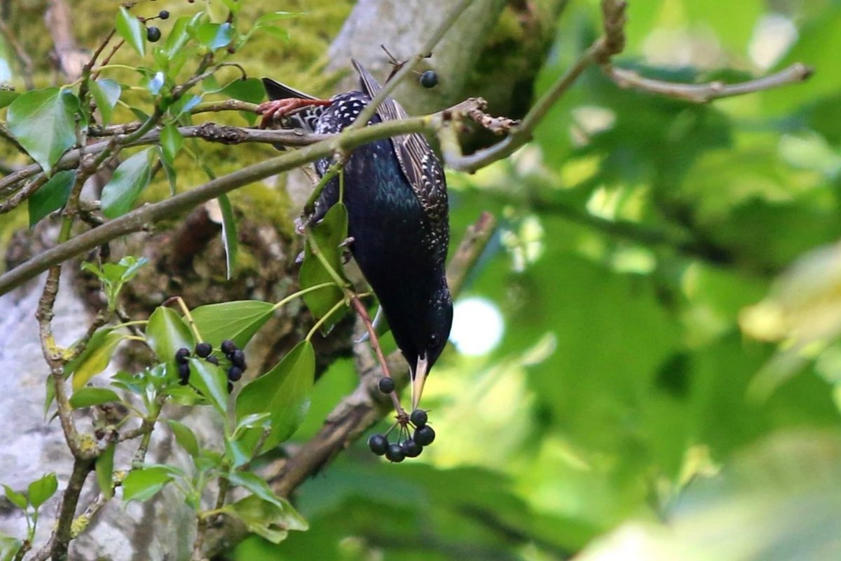 Starling acrobatics!

#NaturePhotography #MoreBirdsLessPolitics #TwitterNatureCommunity #BirdsSeenIn2021 #birdphotography