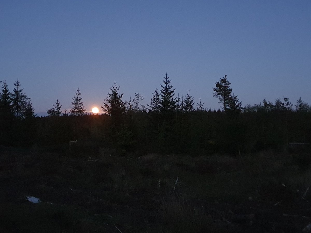 Out in the Forest last night for a socially-distanced catch up with <a href="/arronr94/">Arron Roberts</a>. Great views of a female Nightjar hunting but no churring males yet, plus several rodding Woodcock, lots of hungry bats and plenty of pigs