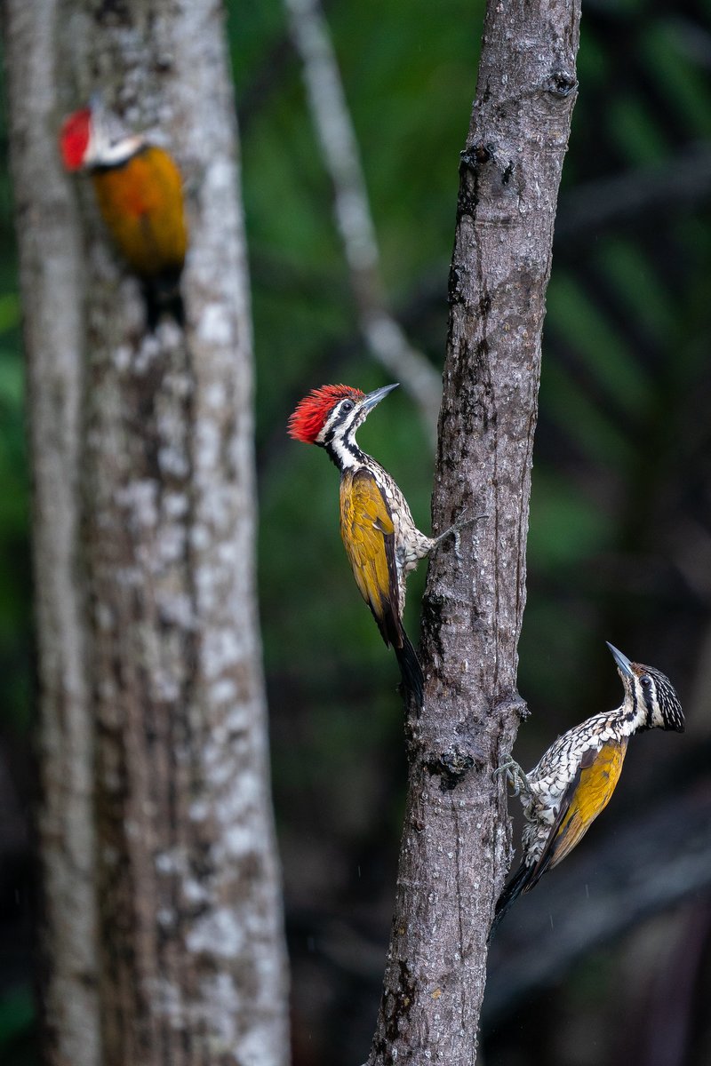 BP_Chua's tweet photo. Common Flameback woodpeckers
Singapore
#bird #woodpecker #nature #wildlife #animal #flameback #wildlifeplanet @ThePhotoHour @LensAreLive @WildlifeMag @natgeowild https://t.co/YZv5mtKUAw